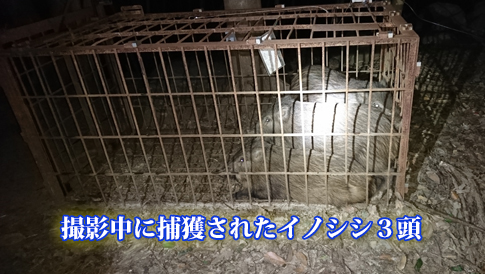 撮影中捕獲のイノシシ３頭